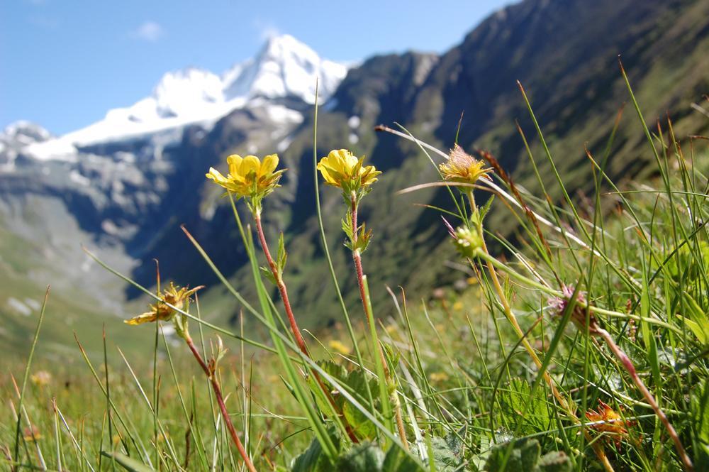 Ferienhaus Islitzer Hollersbach im Pinzgau Exterior foto
